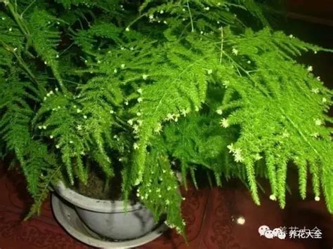 觀賞葉植物|100種常見觀葉植物圖鑑，史上最全！